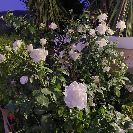 Irini's Argostoli (Kefalonia)
